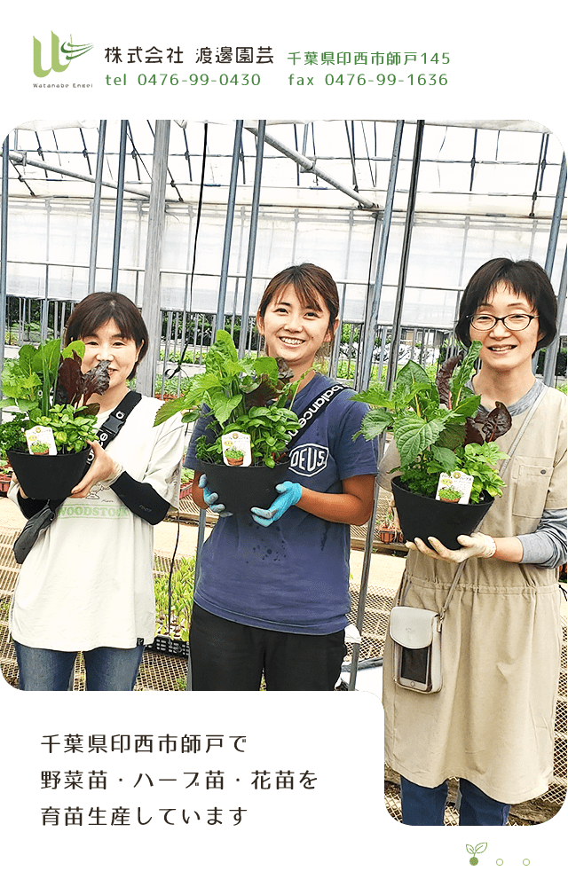 株式会社渡邊園芸 千葉県印西市で野菜苗や花苗 ハーブ苗の生産育苗